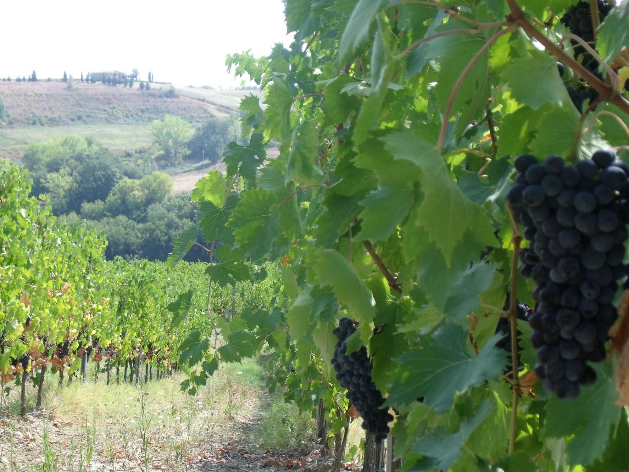 Agriturismo Casa Alle Vacche San Gimignano Zewnętrze zdjęcie